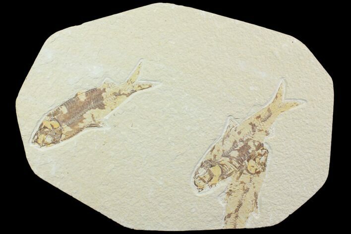 Three Knightia Fossil Fish - Wyoming #85502